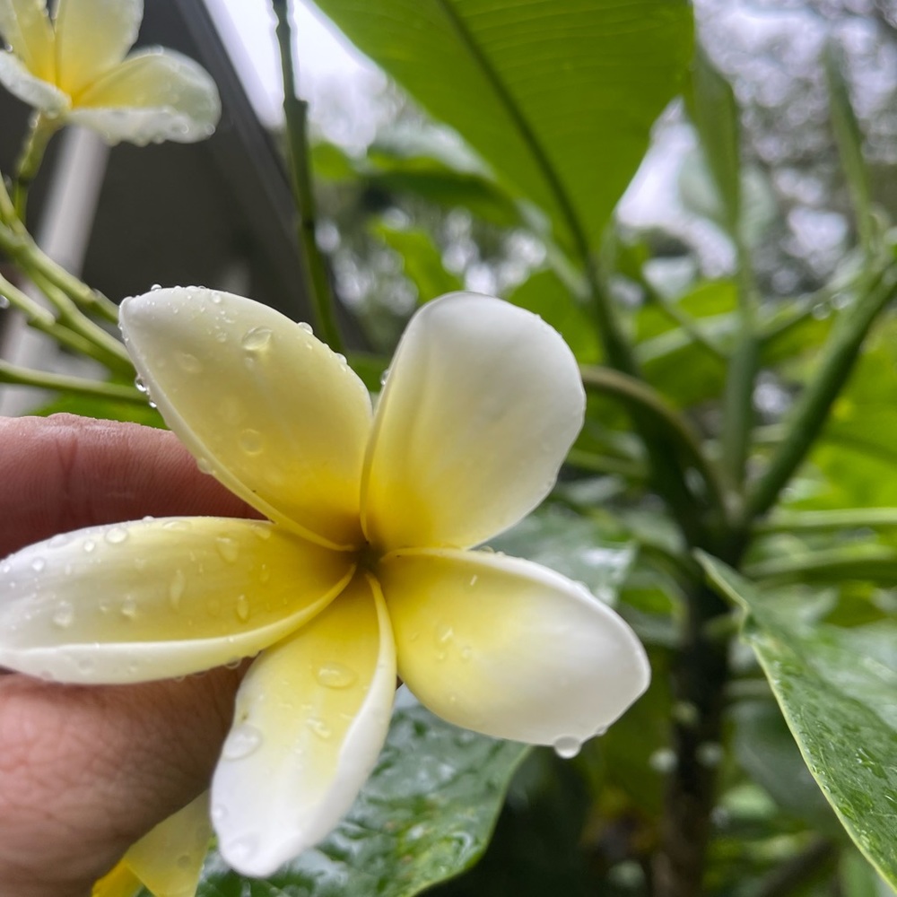 Plumeria yellow and white